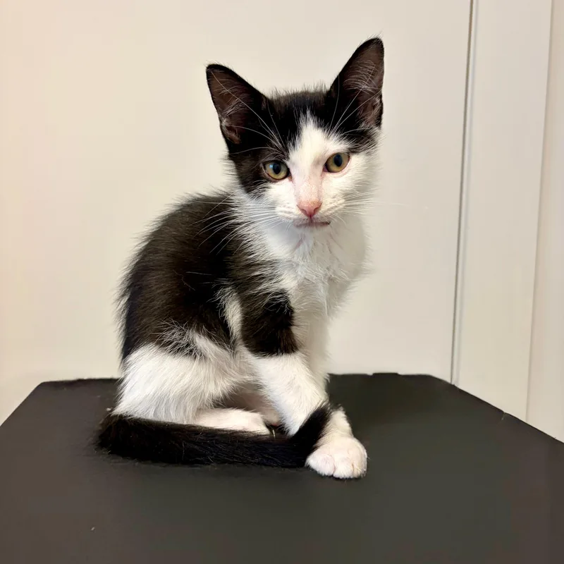 A baby medium-sized male Black & White / Tuxedo Domestic Short Hair cat named Scribble for adoption in Moriches, NY