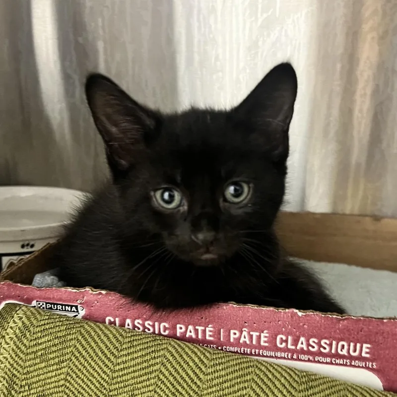 A baby small-sized male Black Domestic Short Hair cat named Neo for adoption in Oneonta, NY