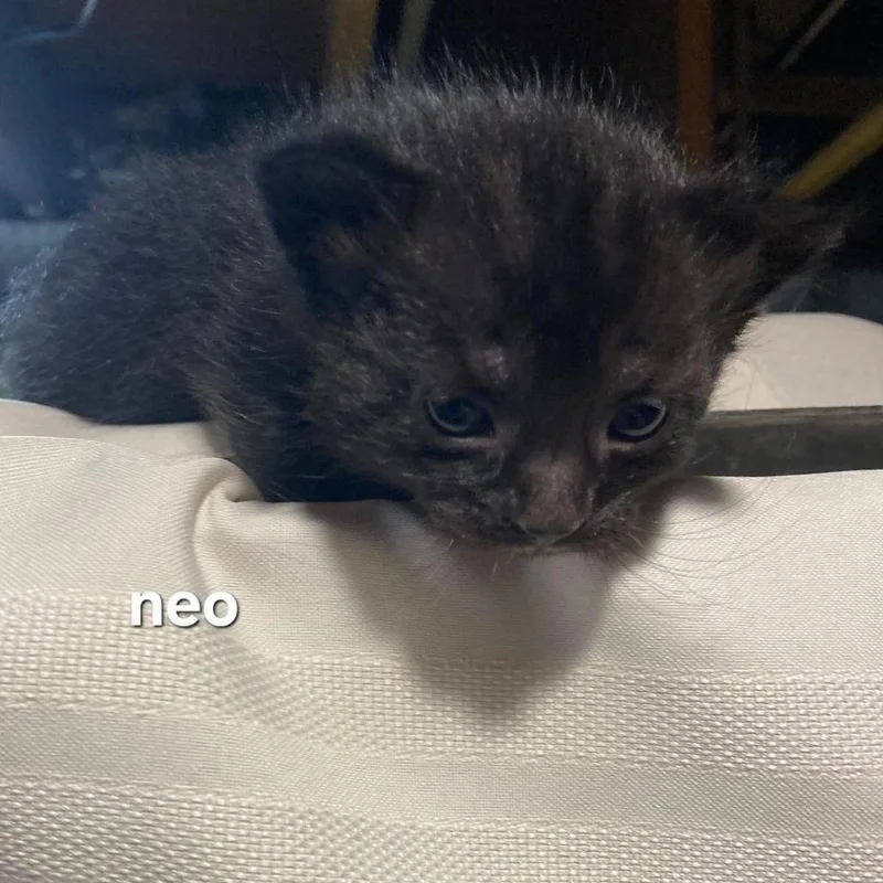 Neo thumbnail 2