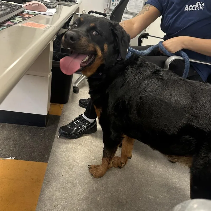 An adult large-sized male Black Rottweiler dog named York for adoption in Philadelphia, PA