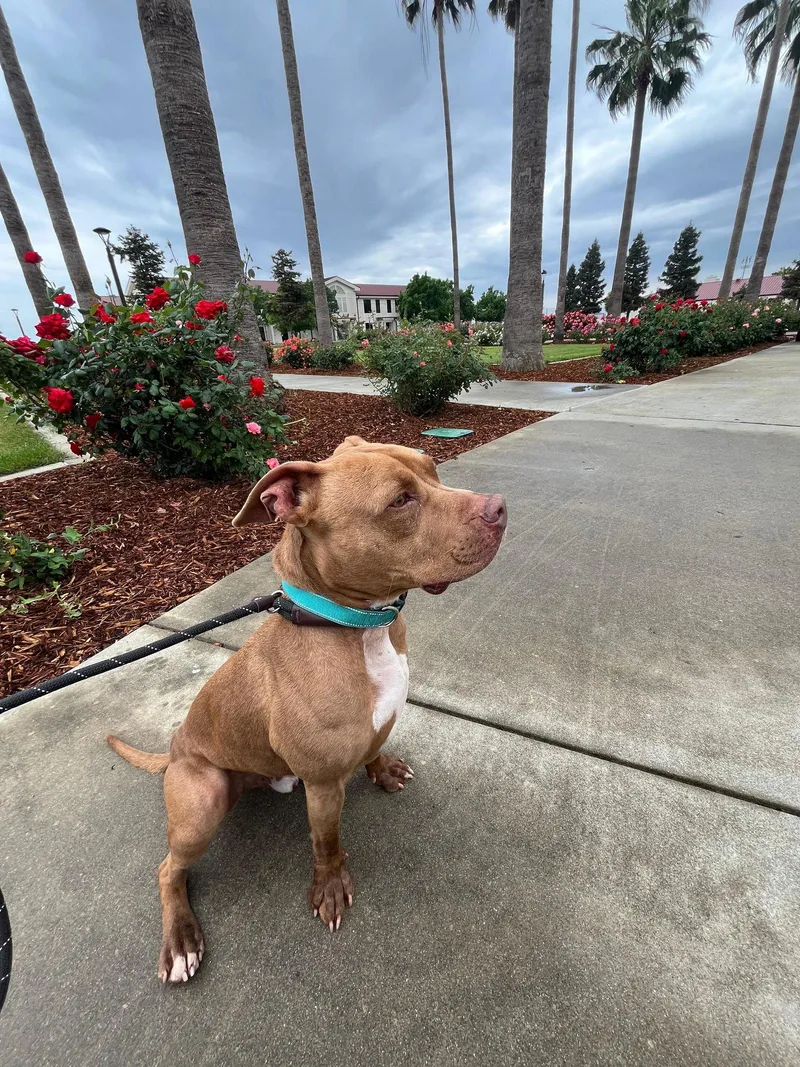 An adult large-sized male Pit Bull Terrier dog named Rusty for adoption in Roseville, CA