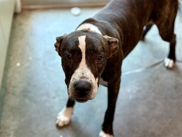 A young small-sized male Labrador Retriever dog named Oaklahoma for adoption in Tavares, FL