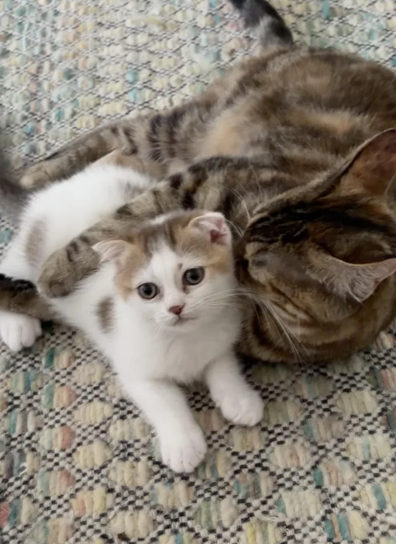 A baby medium-sized male Scottish Fold cat named Kale & Kore for adoption in Brooklyn, NY