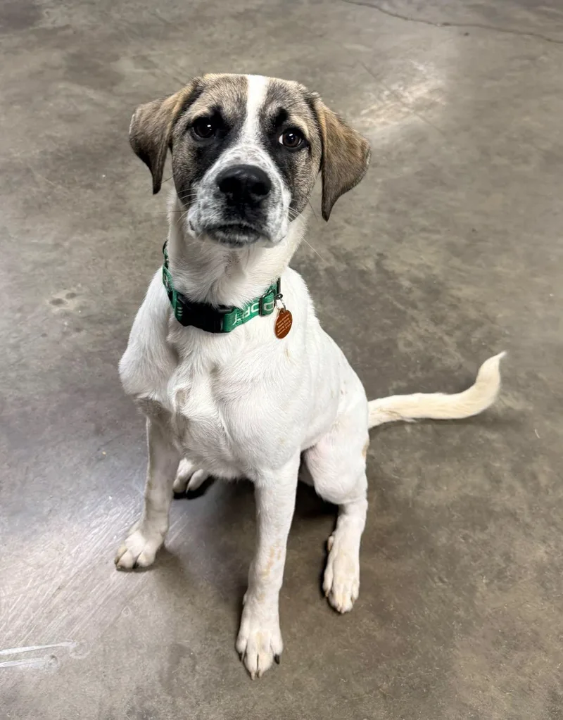 A young medium-sized male Tricolor (Brown, Black, & White) Great Pyrenees dog named Tito for adoption in Indianapolis, IN