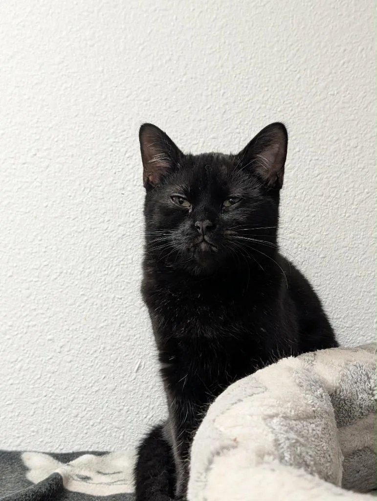 A young large-sized male Domestic Short Hair cat named Gremlin for adoption in Grand Junction, CO