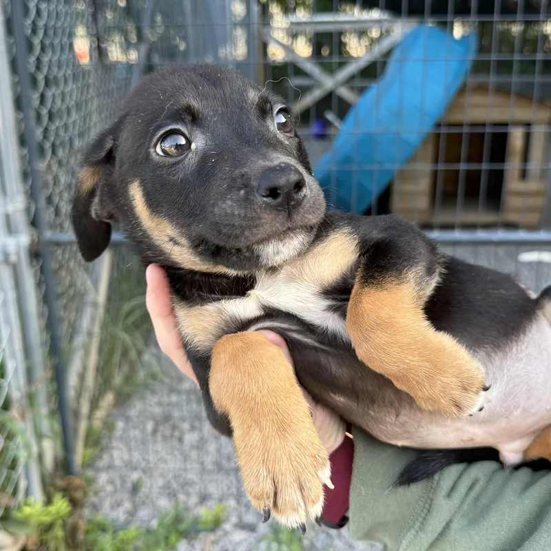 A baby medium-sized male Black Labrador Retriever dog named Toaster Oven for adoption in Columbia, SC