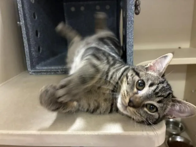 A baby small-sized female Domestic Short Hair cat named Boni for adoption in Colorado Springs, CO