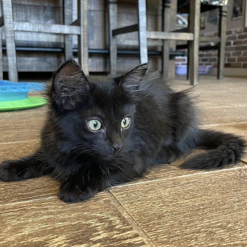 A baby medium-sized female Black Domestic Medium Hair cat named Juliette for adoption in Queen Creek, AZ