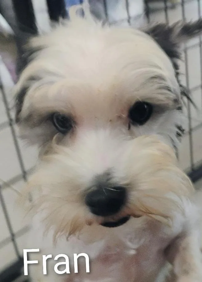 An adult small-sized female Schnauzer dog named Fran for adoption in Thompson Falls, MT