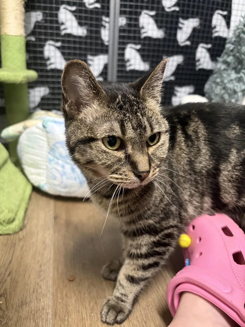 A senior small-sized female Domestic Short Hair cat named Millie for adoption in Orleans, VT