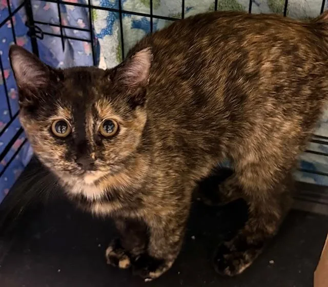 A young small-sized female Tortoiseshell Domestic Short Hair cat named Fauna for adoption in Webster City, IA