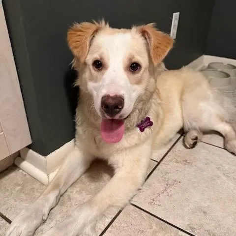 A young medium-sized female Retriever dog named Penny for adoption in Crystal, MN