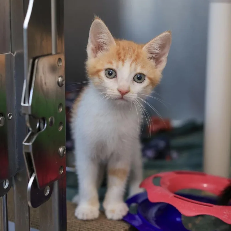 A baby small-sized male Orange / Red Domestic Short Hair cat named Pretzel for adoption in Los Angeles, CA