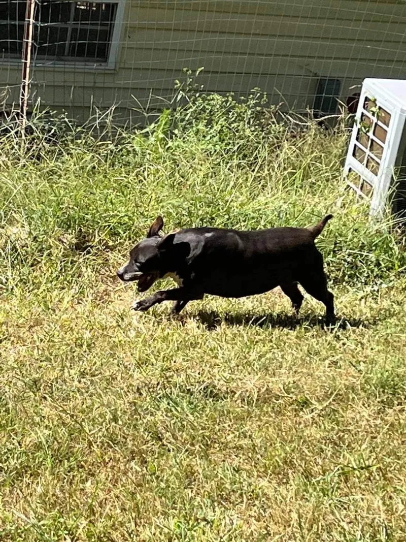 An adult large-sized female Black American Bully dog named Lucy for adoption in kingsland, GA