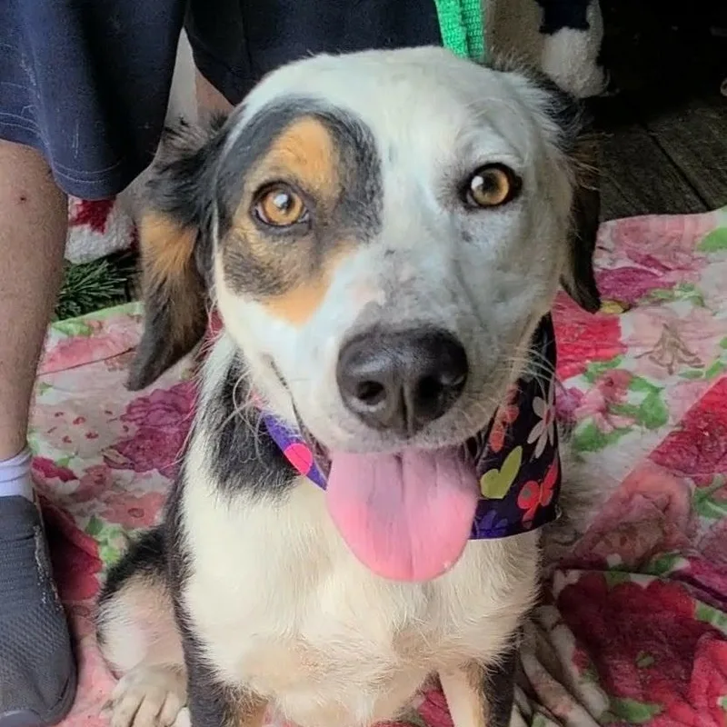 An adult medium-sized female Australian Shepherd dog named Lucky Charm for adoption in Woolwich, ME