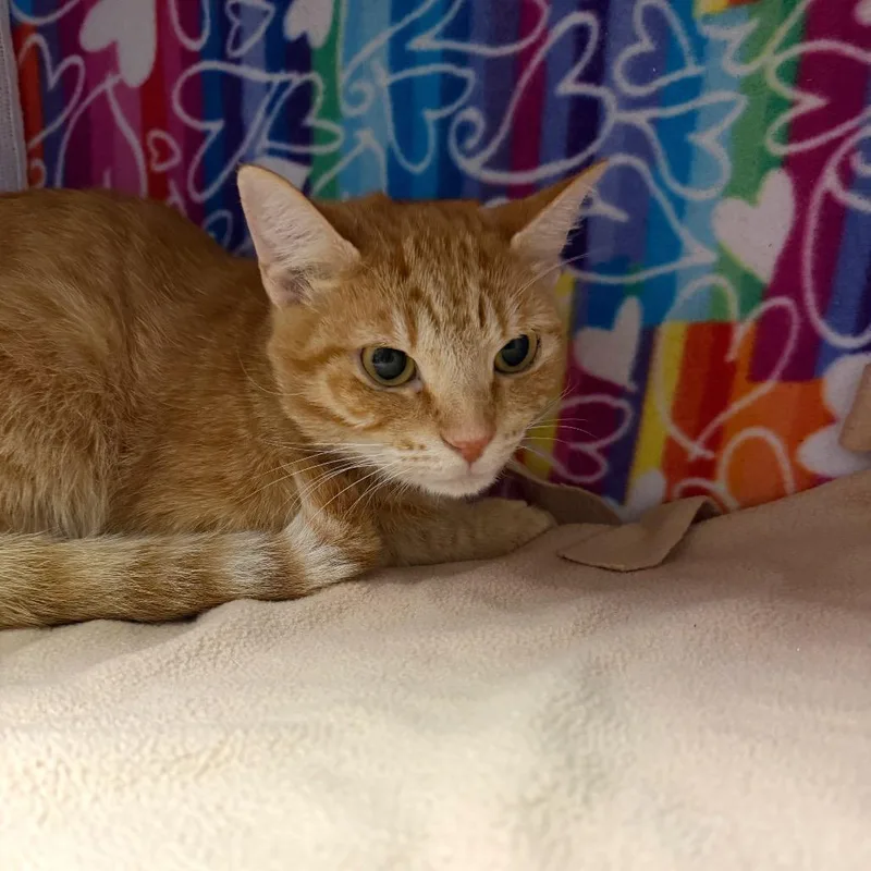 A young medium-sized female Orange / Red Domestic Short Hair cat named Acorn for adoption in Naples, FL