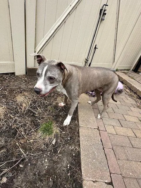 Betty Boop thumbnail 2