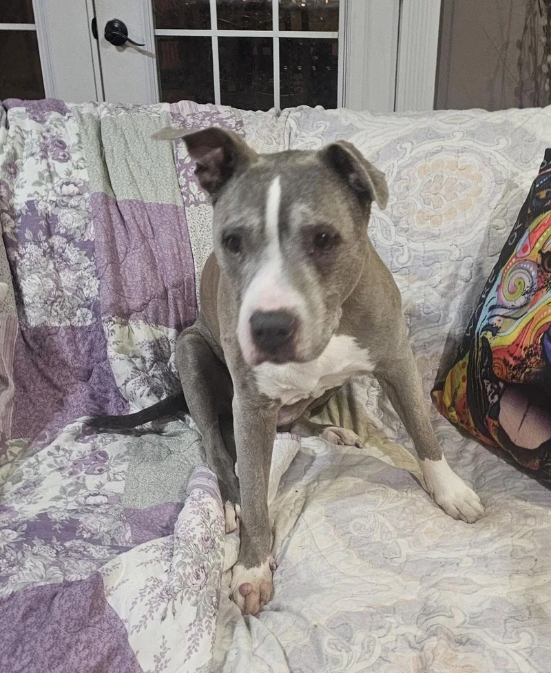 Betty Boop thumbnail 3