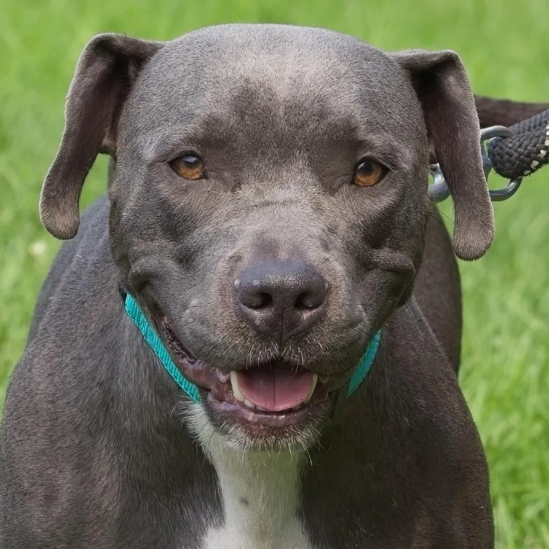 An adult medium-sized female Gray / Blue / Silver Pit Bull Terrier dog named Chartreuse for adoption in South Elgin, IL