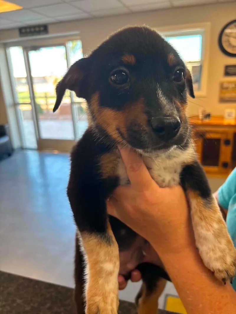 A baby small-sized male Australian Shepherd dog named Reagan for adoption in Windsor, CO