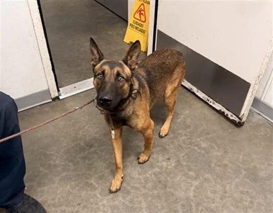 A young large-sized male German Shepherd Dog dog named Hawk for adoption in Los Angeles, CA