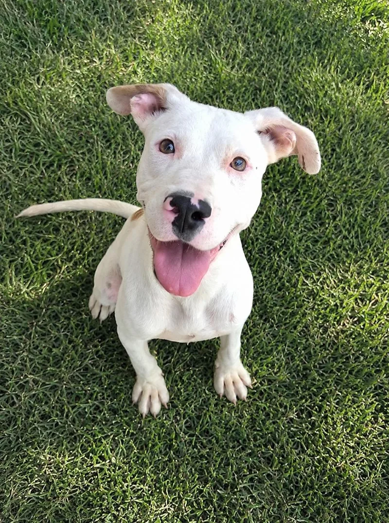 A young medium-sized male American Staffordshire Terrier dog named Mars for adoption in Bandera, TX