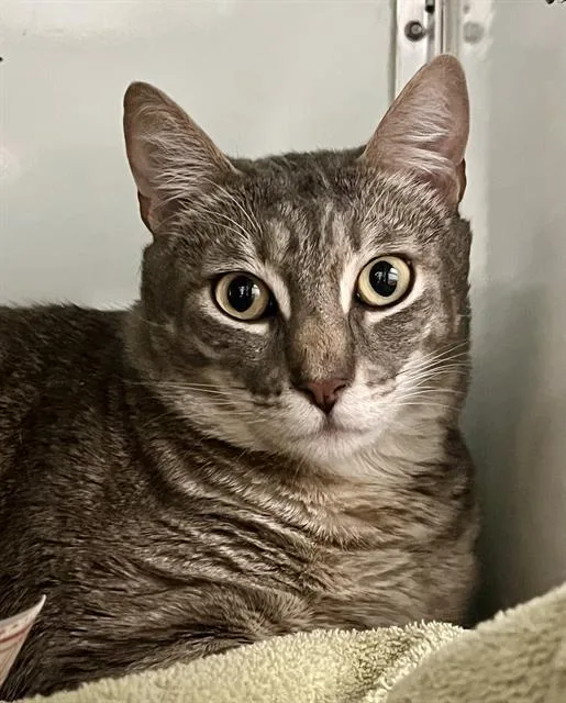 An adult medium-sized male Domestic Short Hair cat named Luno for adoption in San Francisco, CA