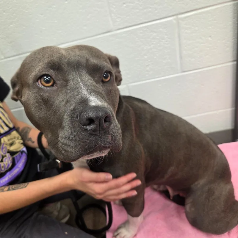An adult small-sized female Gray / Blue / Silver Pit Bull Terrier dog named Ruby for adoption in Chattanooga, TN