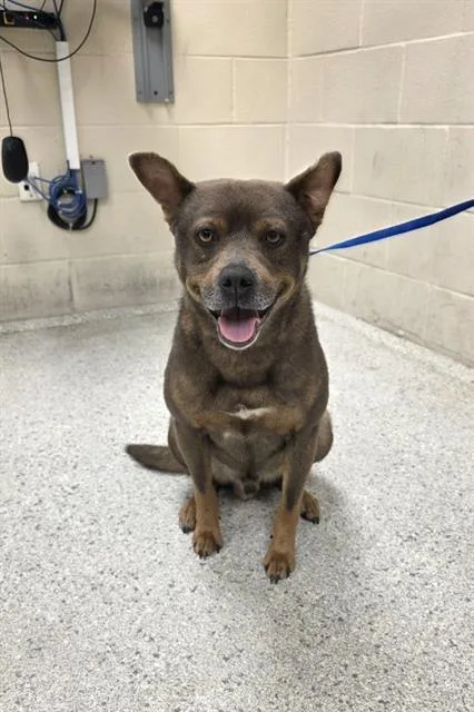 An adult medium-sized male German Shepherd Dog dog named Grizz for adoption in Conroe, TX