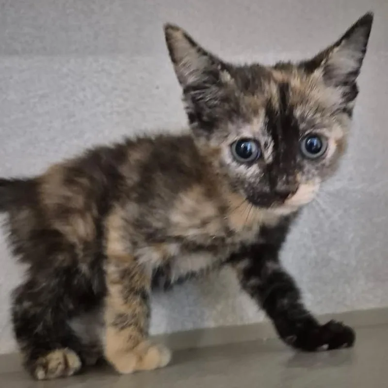 A baby small-sized female Black Domestic Short Hair cat named Folklore for adoption in Austin, TX