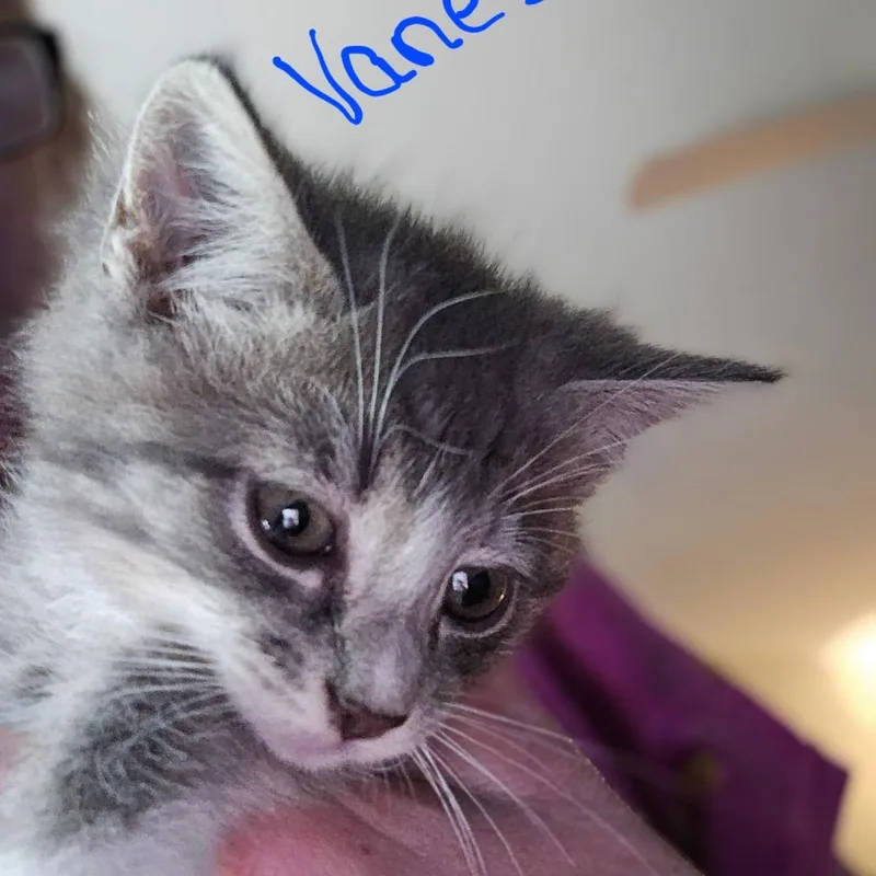 A baby small-sized female Gray / Blue / Silver Domestic Short Hair cat named Vanessa for adoption in Alexandria, VA