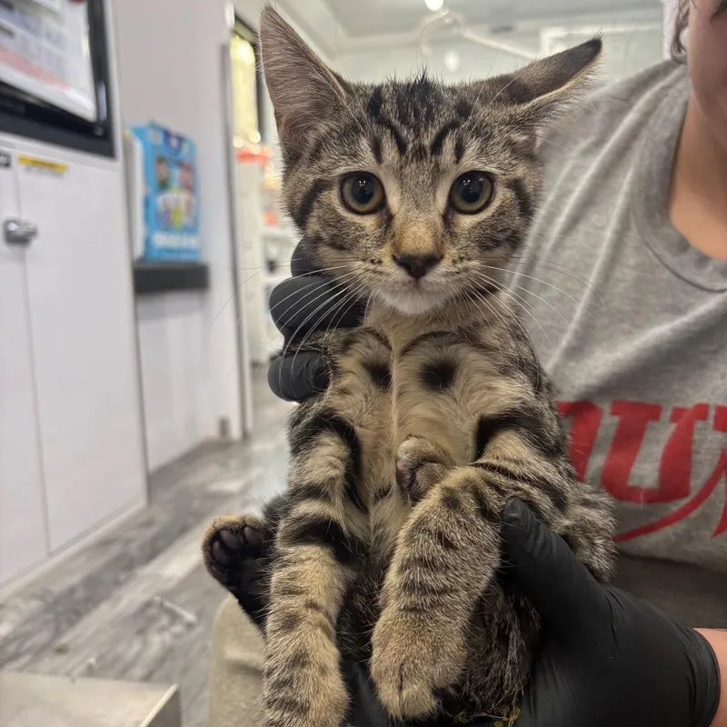 A baby small-sized female Brown / Chocolate Domestic Short Hair cat named Cinnamon Roll for adoption in Huntington, WV