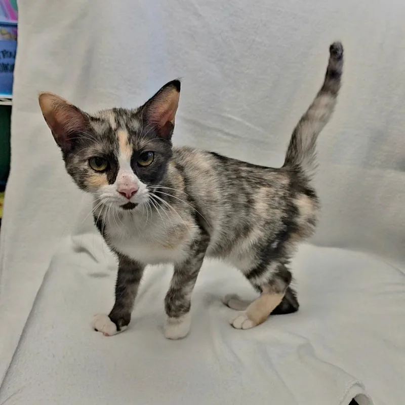 A baby small-sized female Calico Domestic Short Hair cat named Avery for adoption in Parkersburg, WV