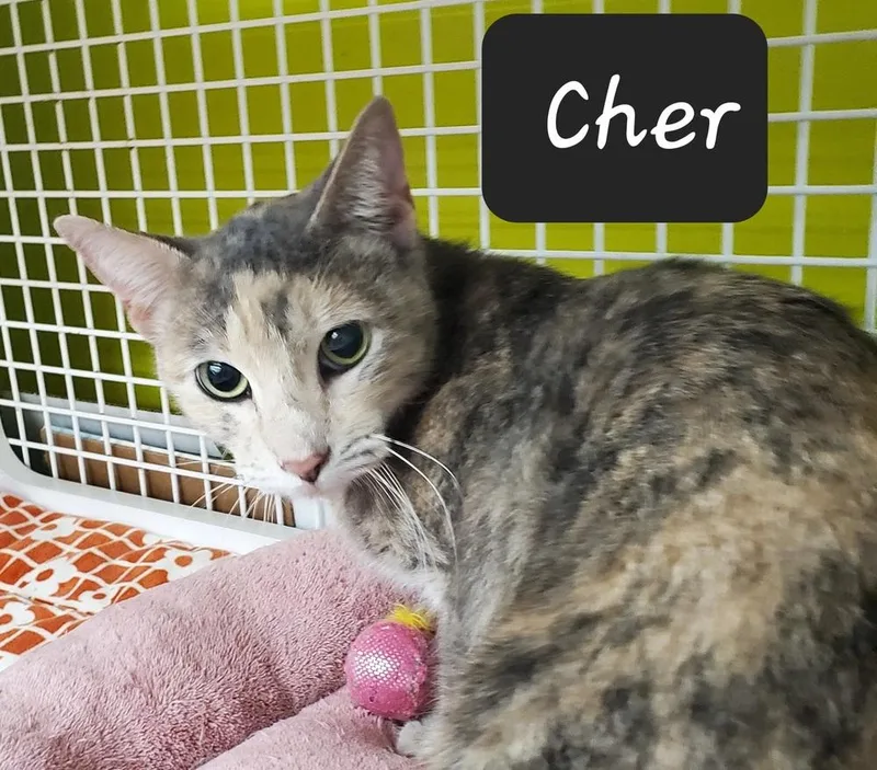 An adult medium-sized female Tortoiseshell Domestic Short Hair cat named Cher for adoption in Dallas, TX