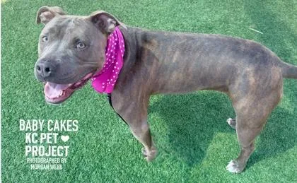 An adult large-sized female Gray / Blue / Silver Pit Bull Terrier dog named Baby Cakes for adoption in Kansas City, MO