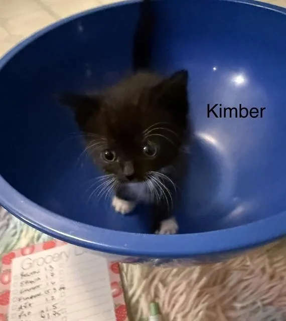 Kimber