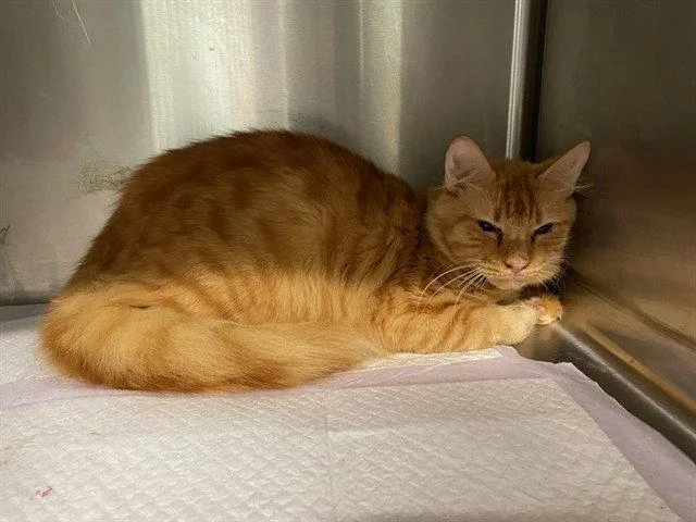 An adult small-sized male Orange / Red Domestic Short Hair cat named Samson for adoption in Tavares, FL