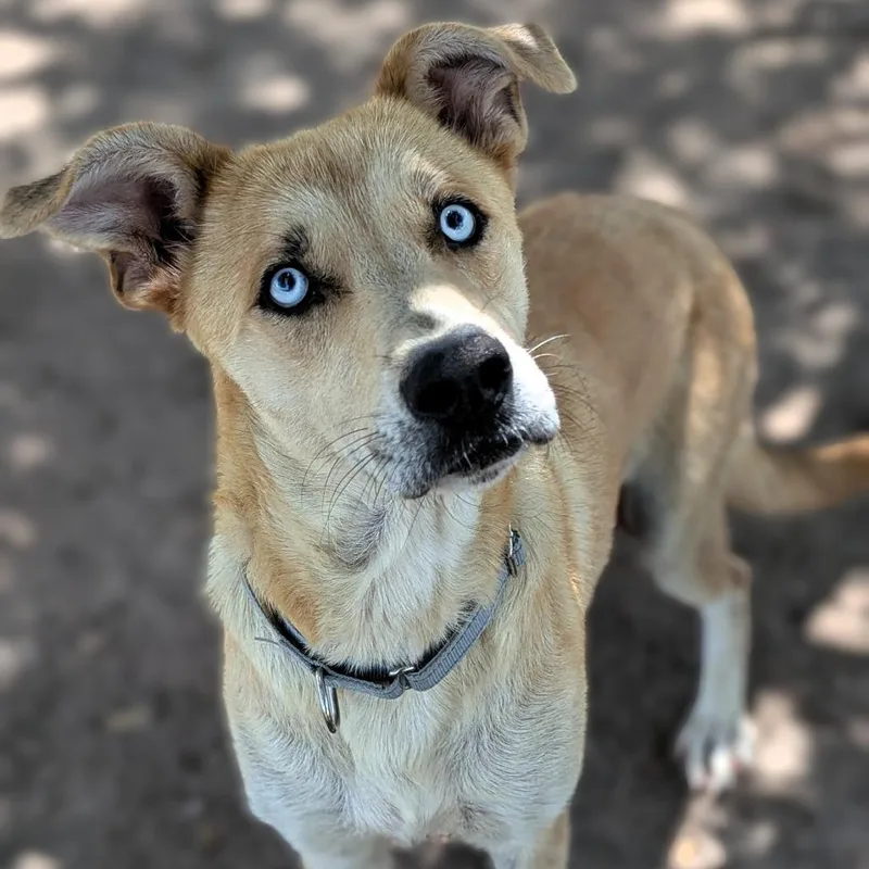 An adult medium-sized female Catahoula Leopard Dog dog named Molly for adoption in Buchanan Dam, TX