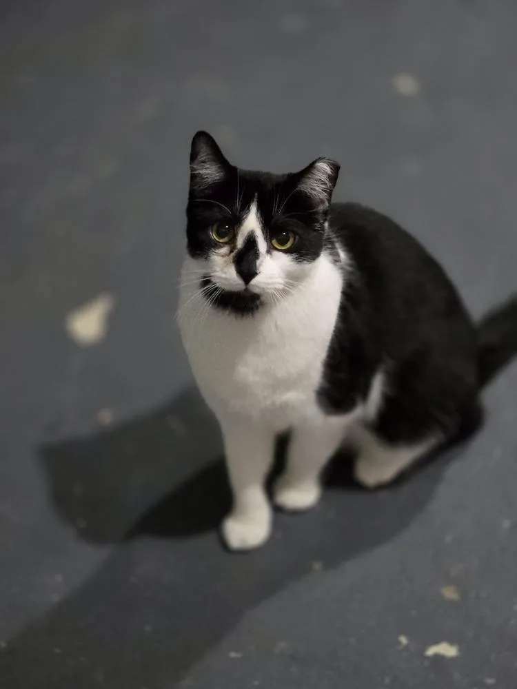 An adult medium-sized female Black & White / Tuxedo Domestic Short Hair cat named Babs for adoption in Elyria, OH