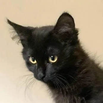 A baby small-sized female Black Domestic Short Hair cat named Sasha for adoption in Midland, TX