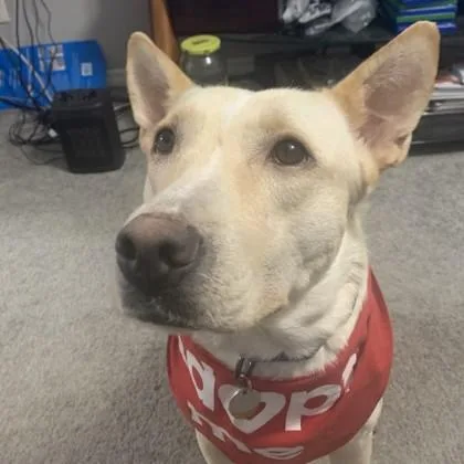 An adult large-sized female White / Cream Shepherd dog named Eden for adoption in Atlanta, GA