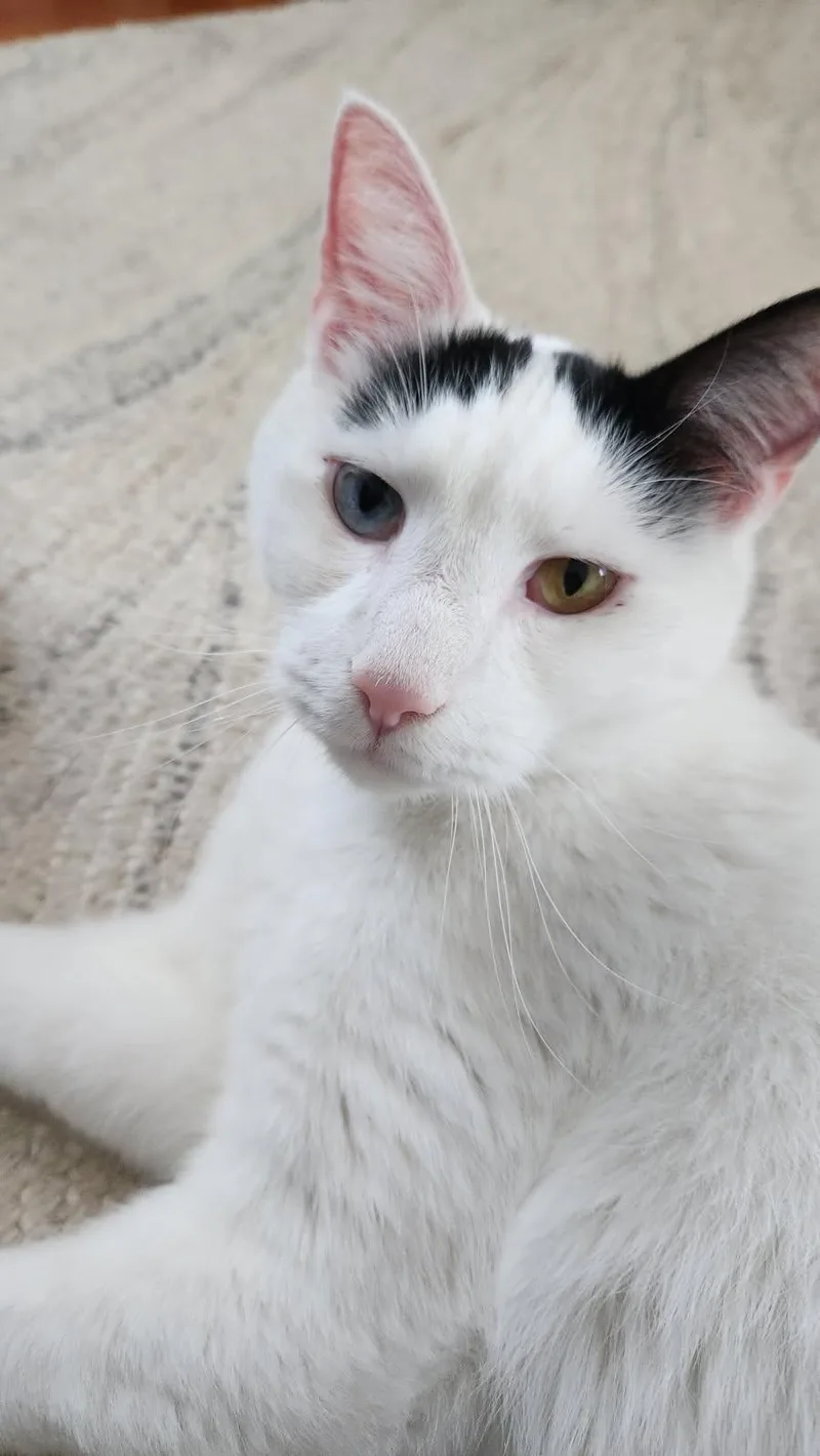 Boogie And Woogie thumbnail 2