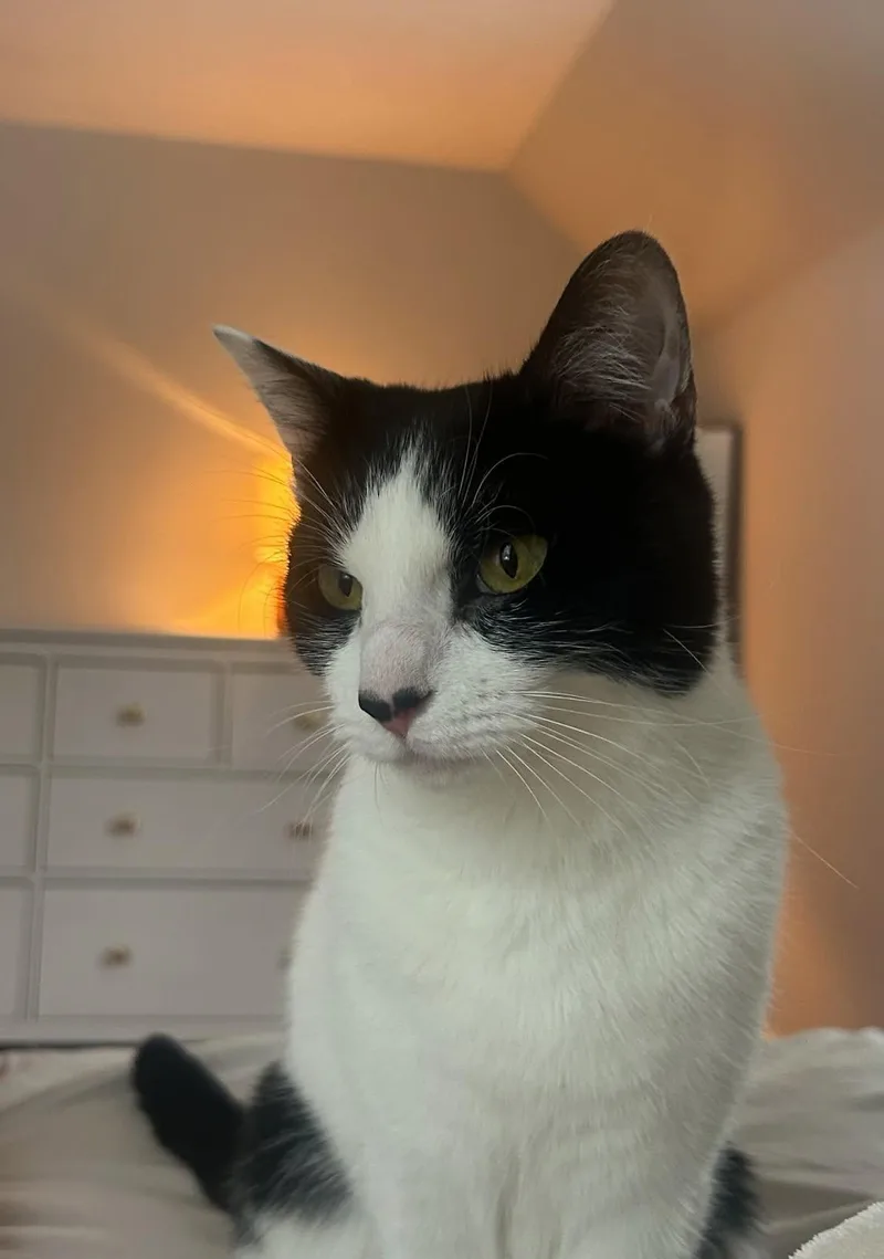 Boogie And Woogie thumbnail 3