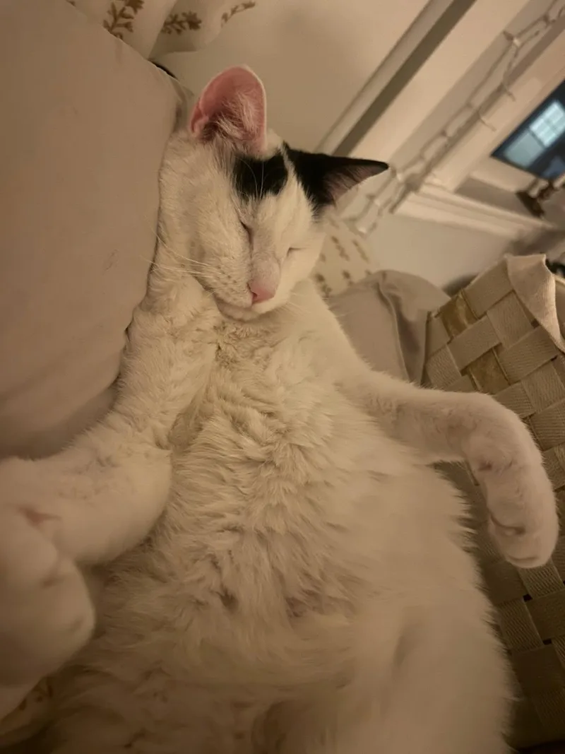 Boogie And Woogie thumbnail 4