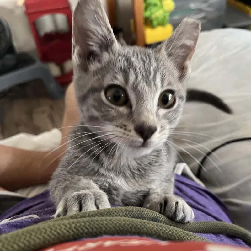 Django