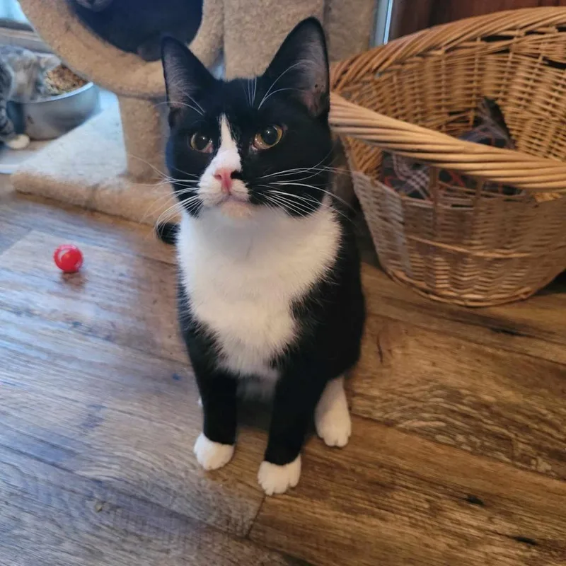An adult small-sized female Black Domestic Short Hair cat named Acer for adoption in Liberty, IN