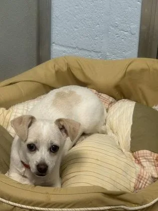 A young small-sized male Chihuahua dog named Bert for adoption in Reisterstown, MD