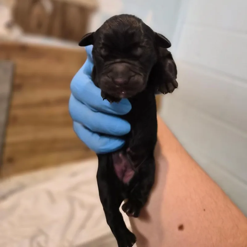 A baby large-sized female Black Cane Corso dog named Cold Brew for adoption in Wahiawa, HI