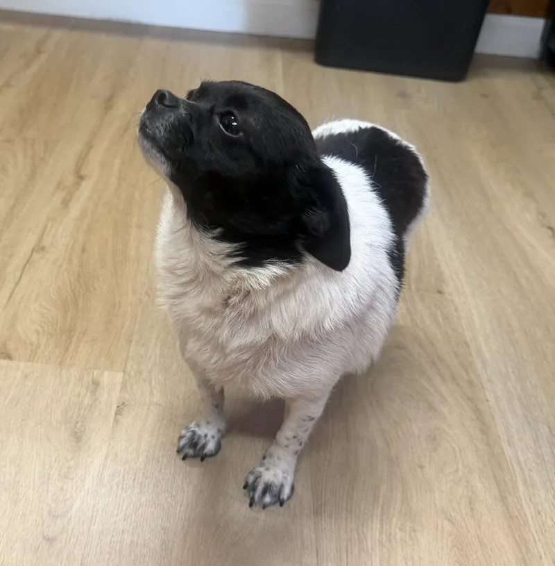 An adult small-sized female Chihuahua dog named Priscilla for adoption in Raleigh, NC
