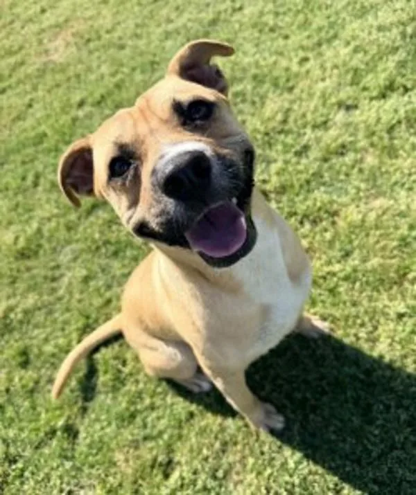 A young medium-sized male American Staffordshire Terrier dog named Danny for adoption in Vancouver, WA